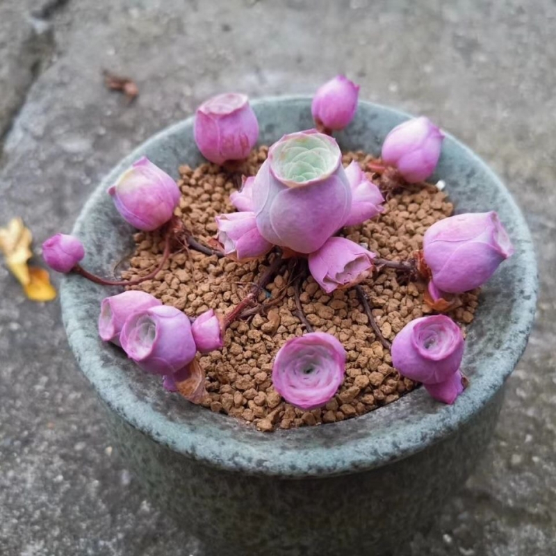 小情书多肉山地玫瑰粉玫瑰多肉植物肉肉花卉绿植盆栽防辐净化基地