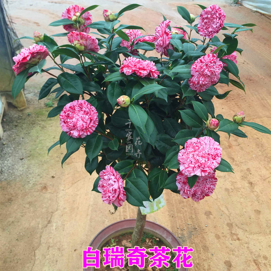【白瑞奇】稀有品种茶花盆栽树苗白瑞琪嫁接山茶四季常绿植物花卉