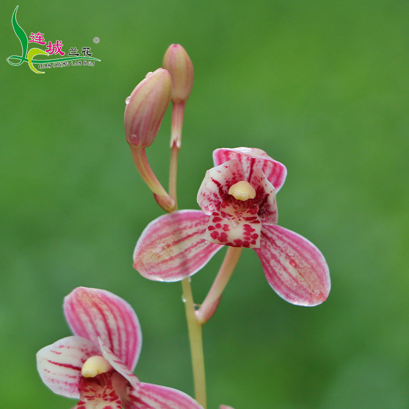 连城兰花建兰带花苞名贵品种系列净化办公室内好养绿植盆栽