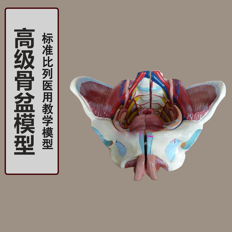 女性骨盆附盆底肌和神经模型 女性骨盆模型 韧带神经