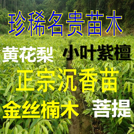 正宗海南黄花梨金丝楠木沉香小叶紫檀菩提盆栽地栽名贵树苗在类目 鲜花速递/花卉仿真/绿植园艺, 花园植物/行道树/果树, 行道树/乔木中 - 来自Buy2taobao.com提供专业的淘宝代购服务