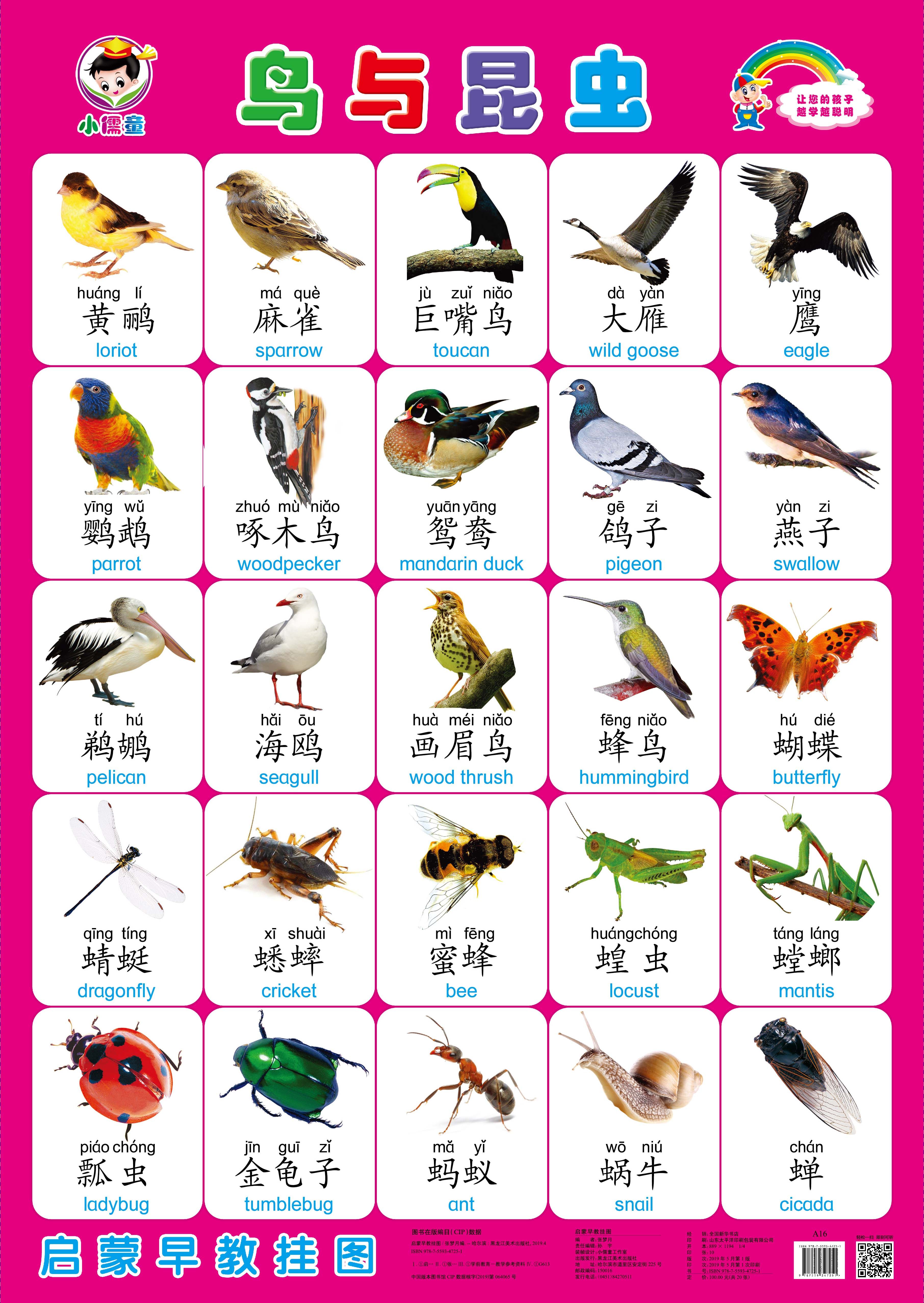 宝宝挂图幼儿童早教1-8岁墙贴认知挂画婴儿启蒙鸟与昆虫的王国图