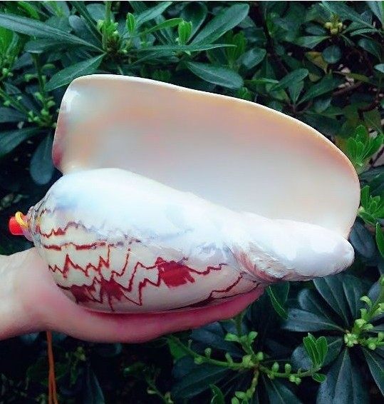 包邮 天然海螺贝壳 元宝螺吹哨可以吹响的贝壳 海螺口哨 儿童玩具