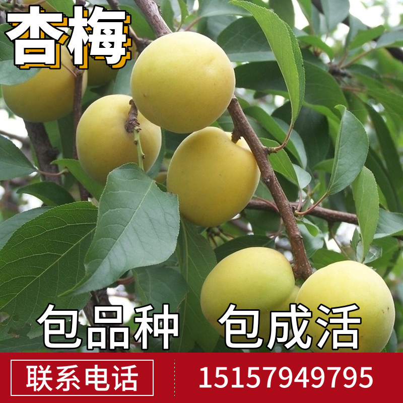杏梅树苗活苗南北方庭院地栽种植成树室内盆栽嫁接果树当年结果