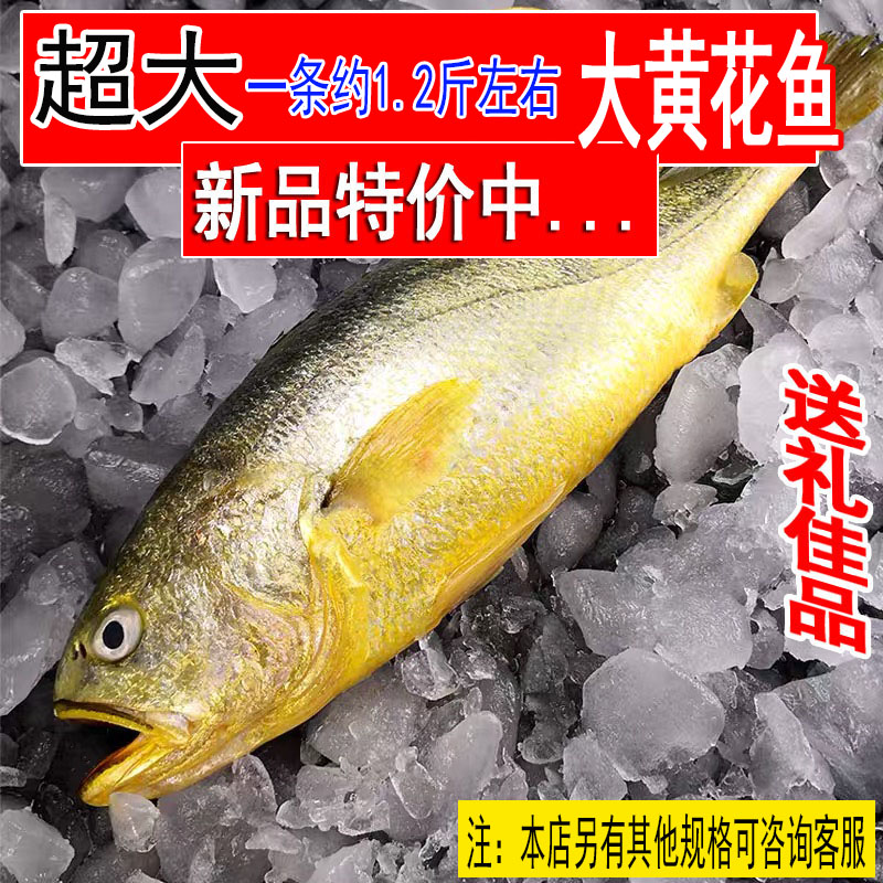 新鲜黄花鱼一条约1.2斤野生黄鱼鲜活蒜瓣肉深海捕捞海鲜生鲜水产