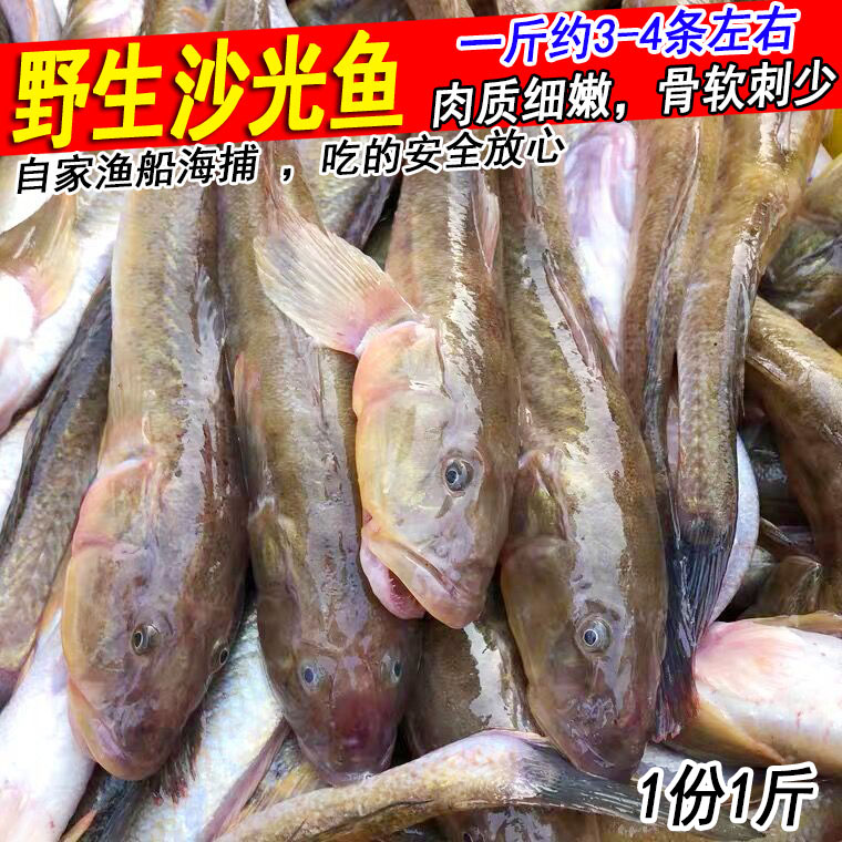 新鲜鲜活沙光鱼连云港海鲜沙逛鱼小龙鱼鲶鱼1斤3-4条赛龙王扔巴鱼