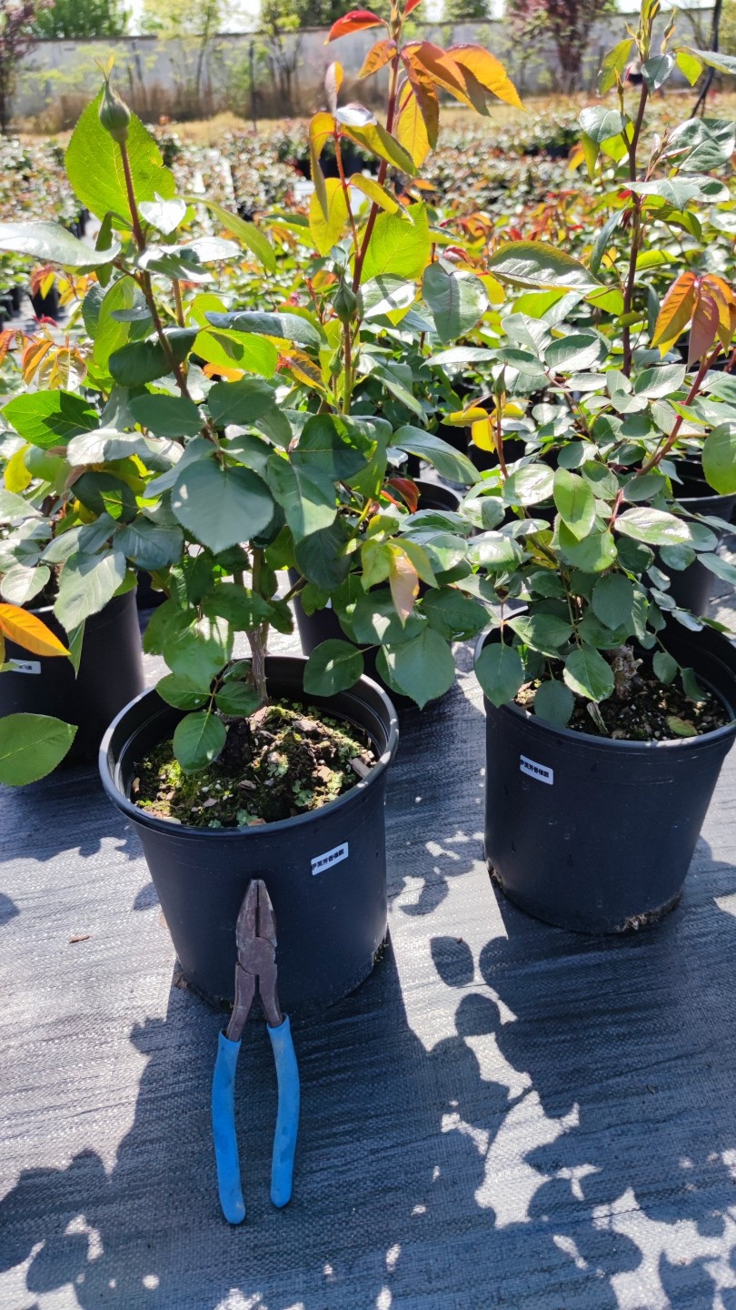 伊芙伯爵粉伯爵胭脂香水乙女心贵族妖精蕾欧诺蓝宝石月読2加大苗