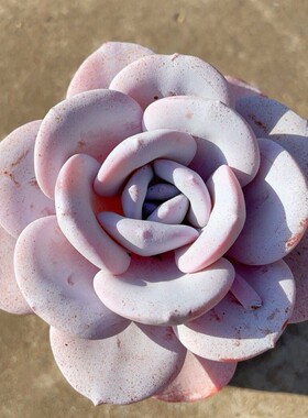 粉雪莲橙梦露杂交新品好看粉色大颗多肉植物包邮