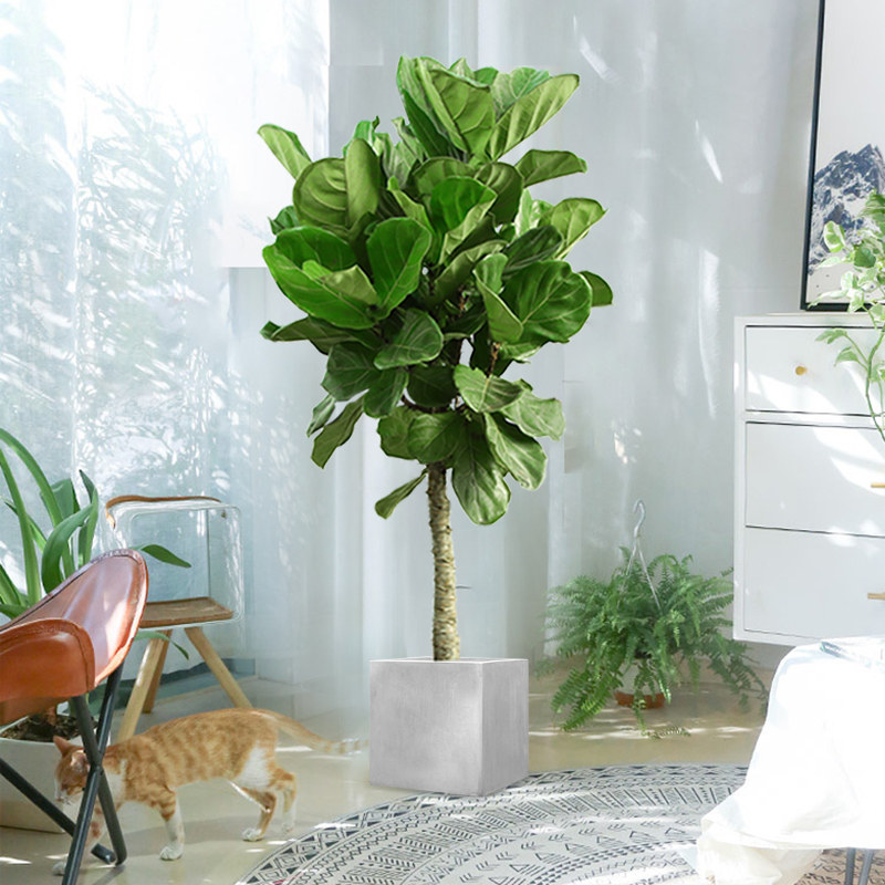 9琴叶榕盆栽室内大叶植物客厅办公室绿植好养活北欧花卉四季吸甲醛已