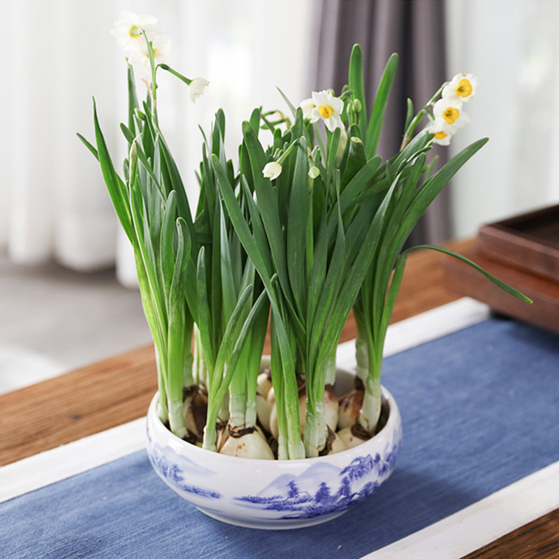 妙点水仙花种球四季水养室内花卉桌面水培盆栽植物百合洋花卉盆景