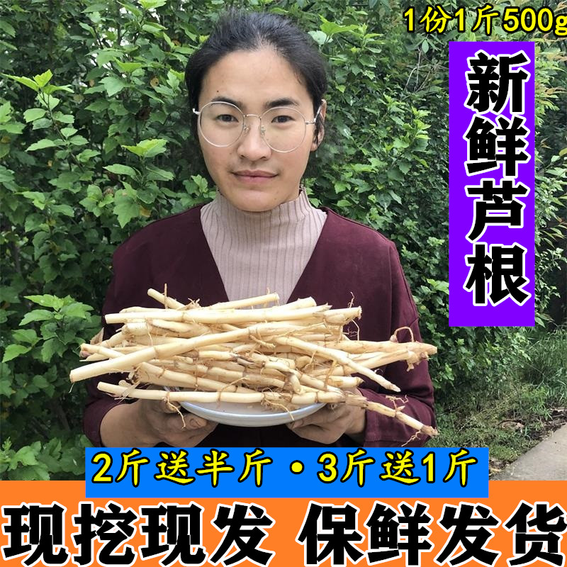 野生新鲜芦根芦茅根苇根芦头芦柴根苇子根芦芽根甜梗子500g包邮