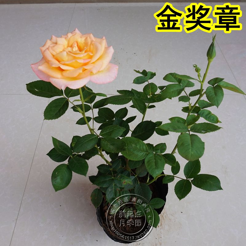 金奖章大花月季浓香型月季花苗盆栽阳台绿植玫瑰月季香水月季苗