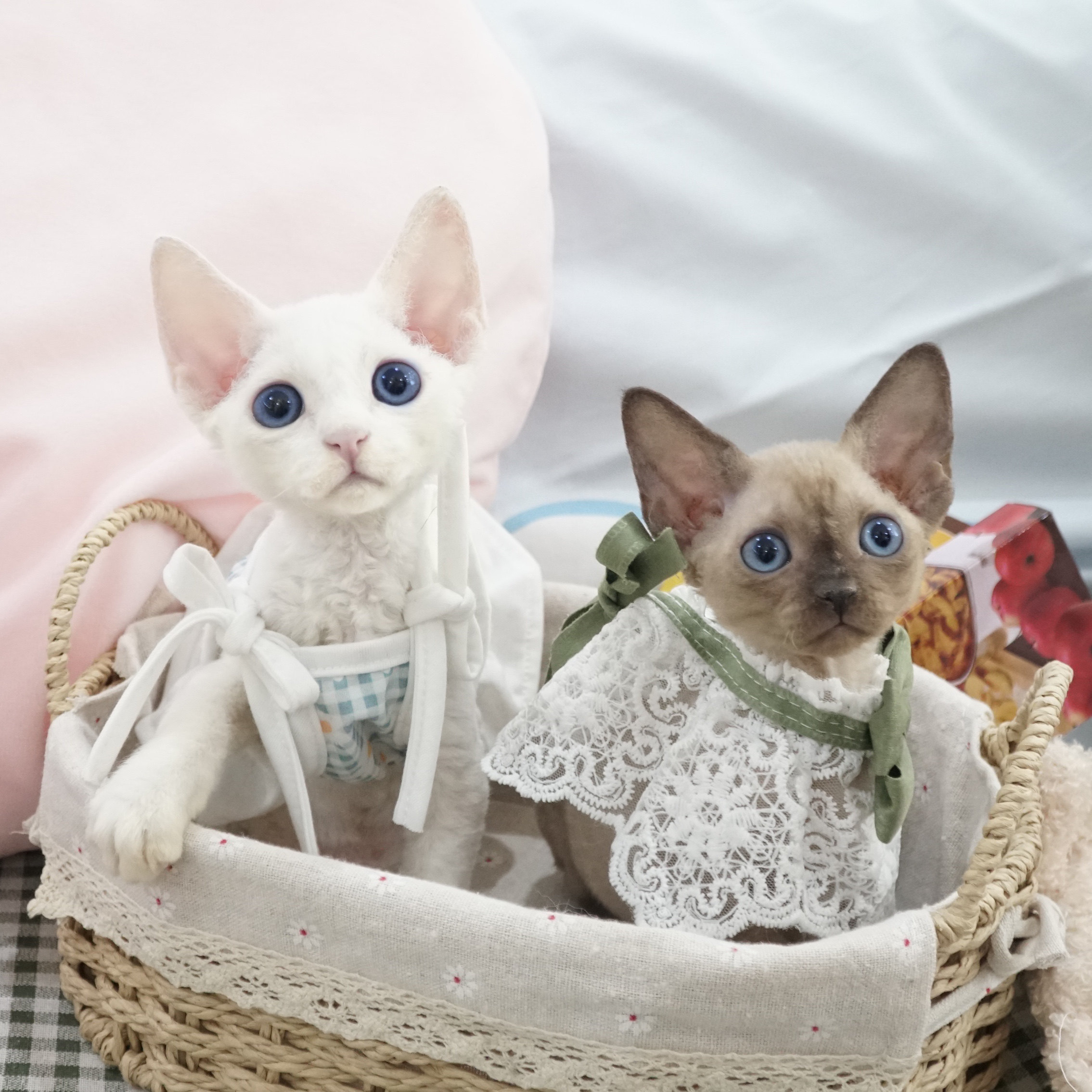 德文卷毛猫