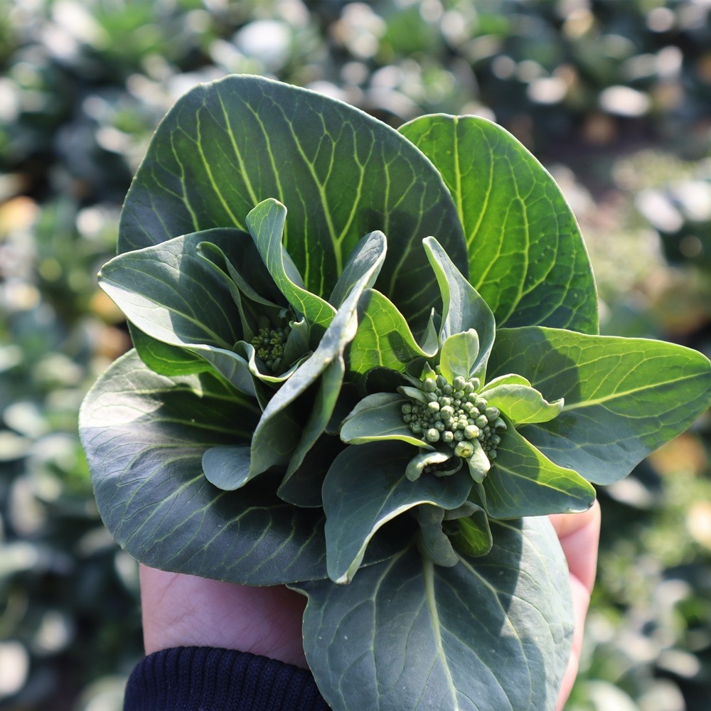 新鲜霜冻苏州青菜苔白菜菜薹嫩菜心青菜菜芯现摘时令蔬菜包邮