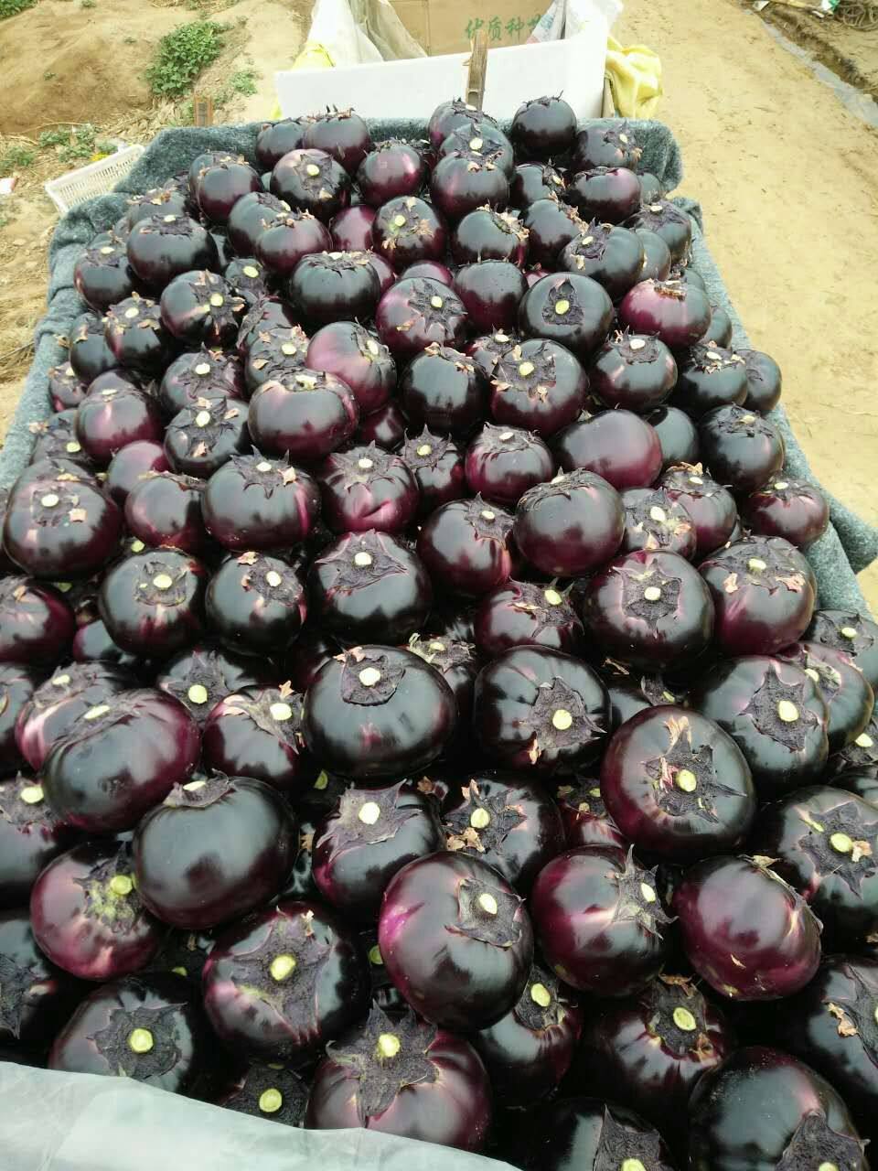 山东新鲜蔬菜现摘时令无公害圆茄子圆茄紫茄子4.5斤包邮