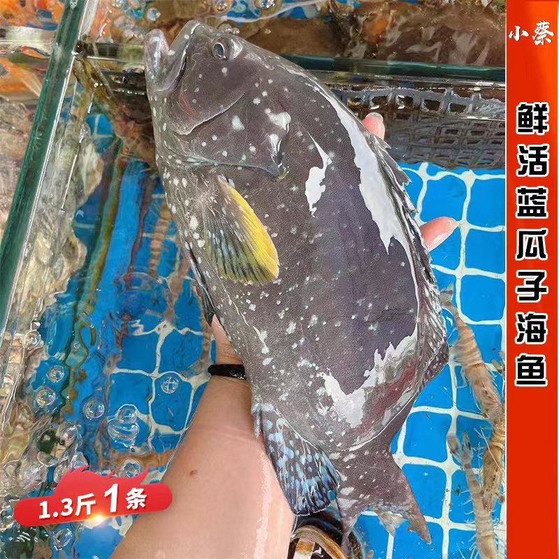 热销老鼠斑_鲜活蓝瓜子斑野生深海鱼海鲜水产活鱼非东星斑老鼠斑1.