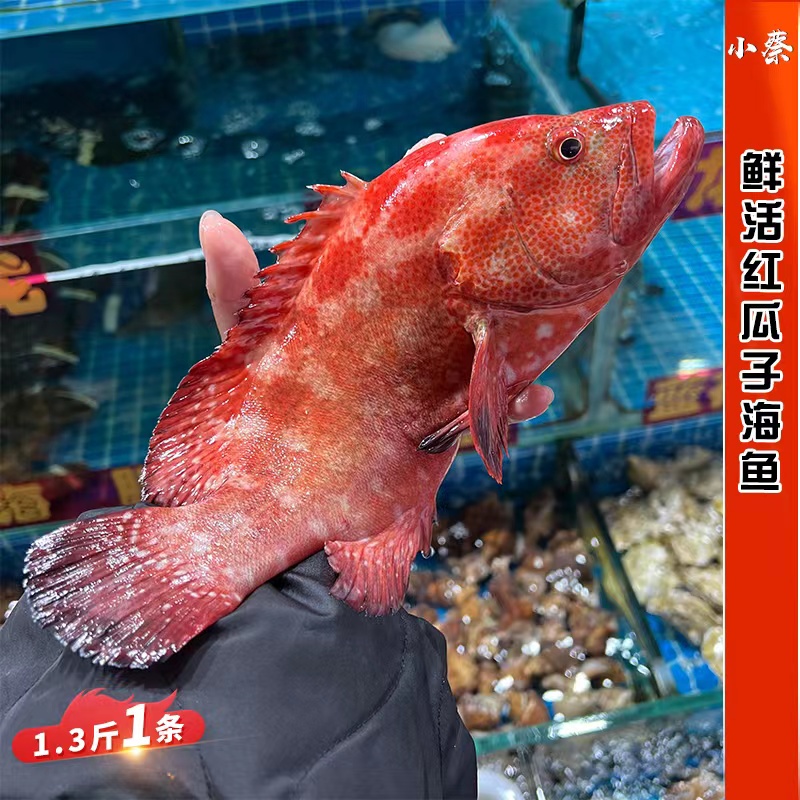 热销老鼠斑_鲜活红瓜子斑野生海鲜水产深海活海鱼东星斑老鼠斑老虎斑