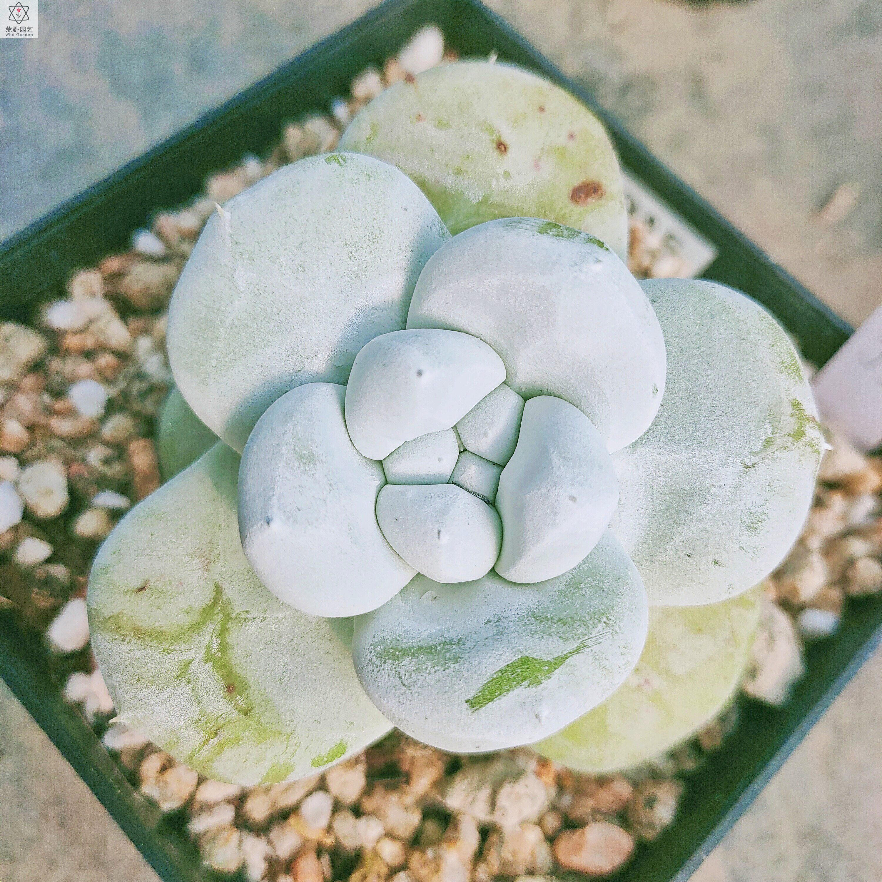 拇指仙女杯帕奇飞图 dudleya pachyphytum仙女杯两年半苗荒野园艺