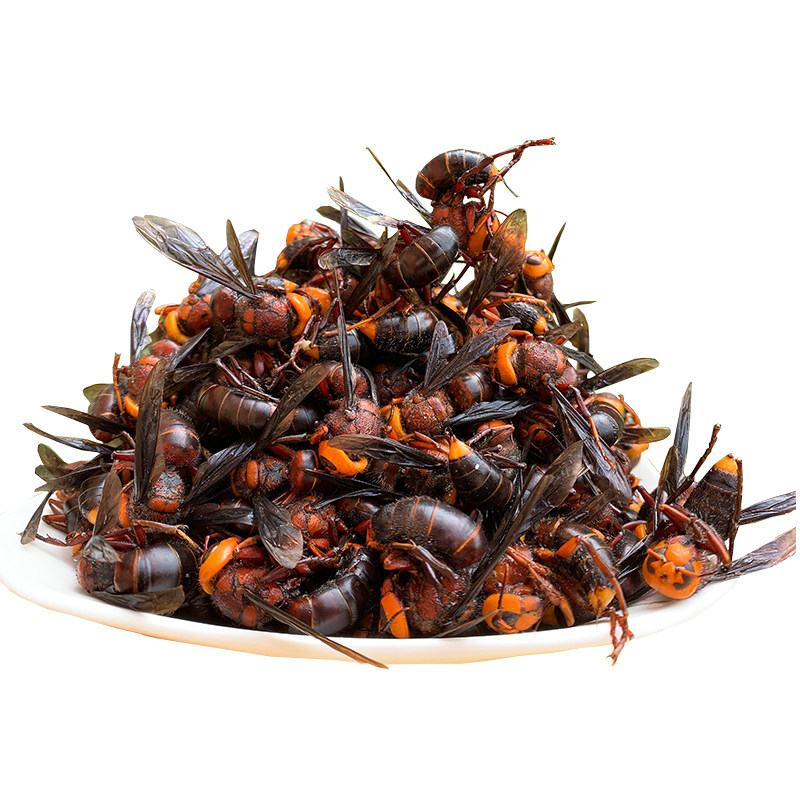 野生地龙蜂活蜂现泡现发大红头蜂比金环大虎头蜂大马蜂胡蜂野蜂