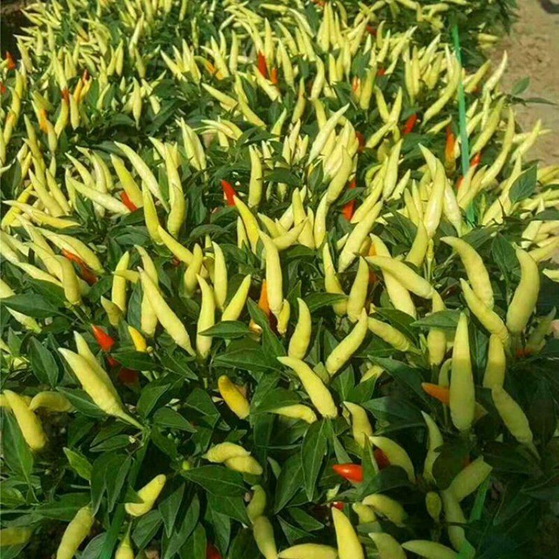 朝天椒种子蔬菜籽野生泡椒种子香辣小米辣椒特辣泡椒四季盆栽孑苗