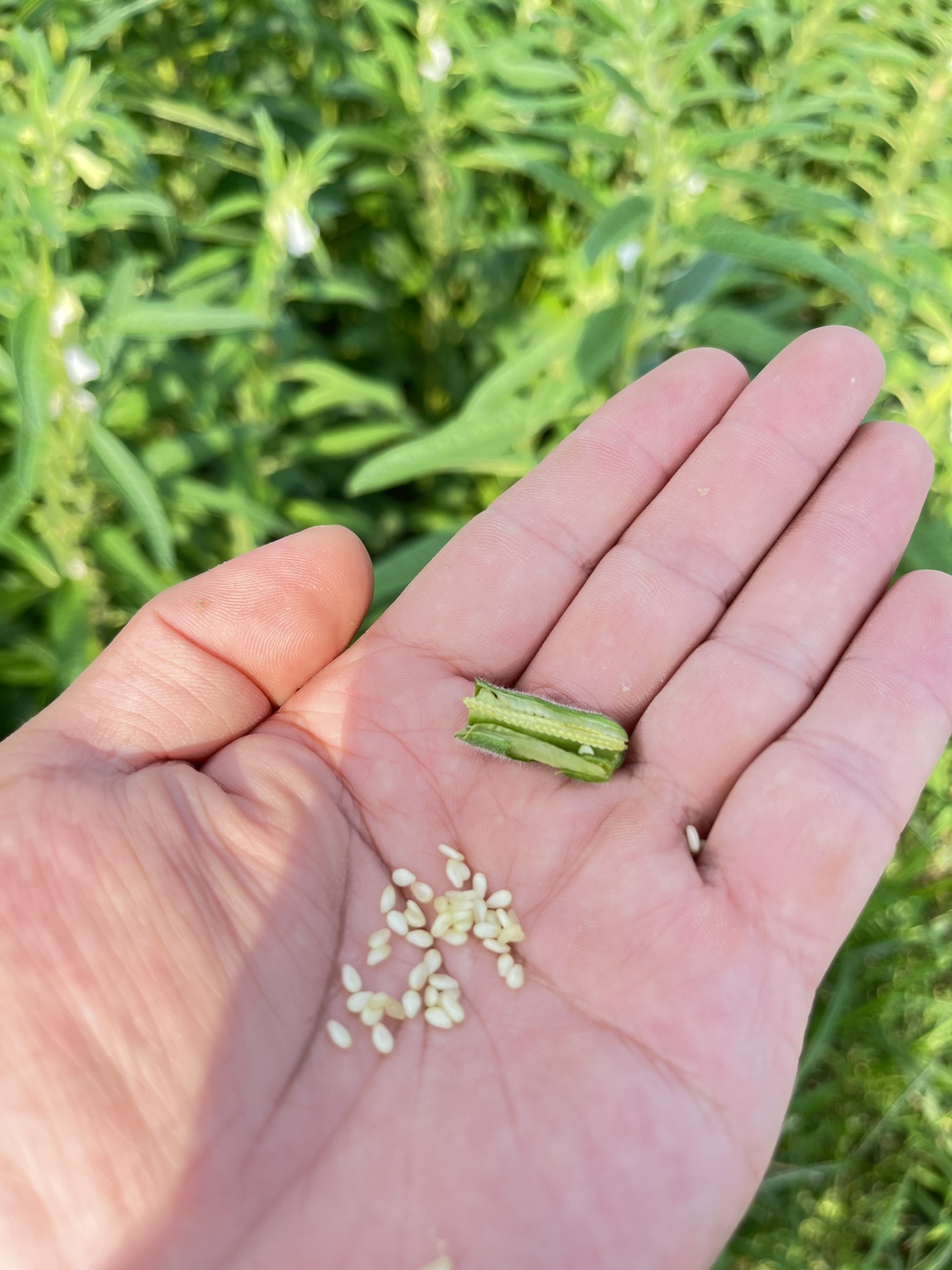 2023新鲜生芝麻农家自产即食家用原味无添加芝麻糊火锅蘸料芝麻酱