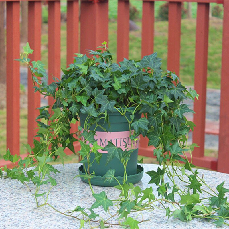 千叶植物垂吊常春藤植物百万心观叶盆栽吊兰花蓝套装绿色吸有害