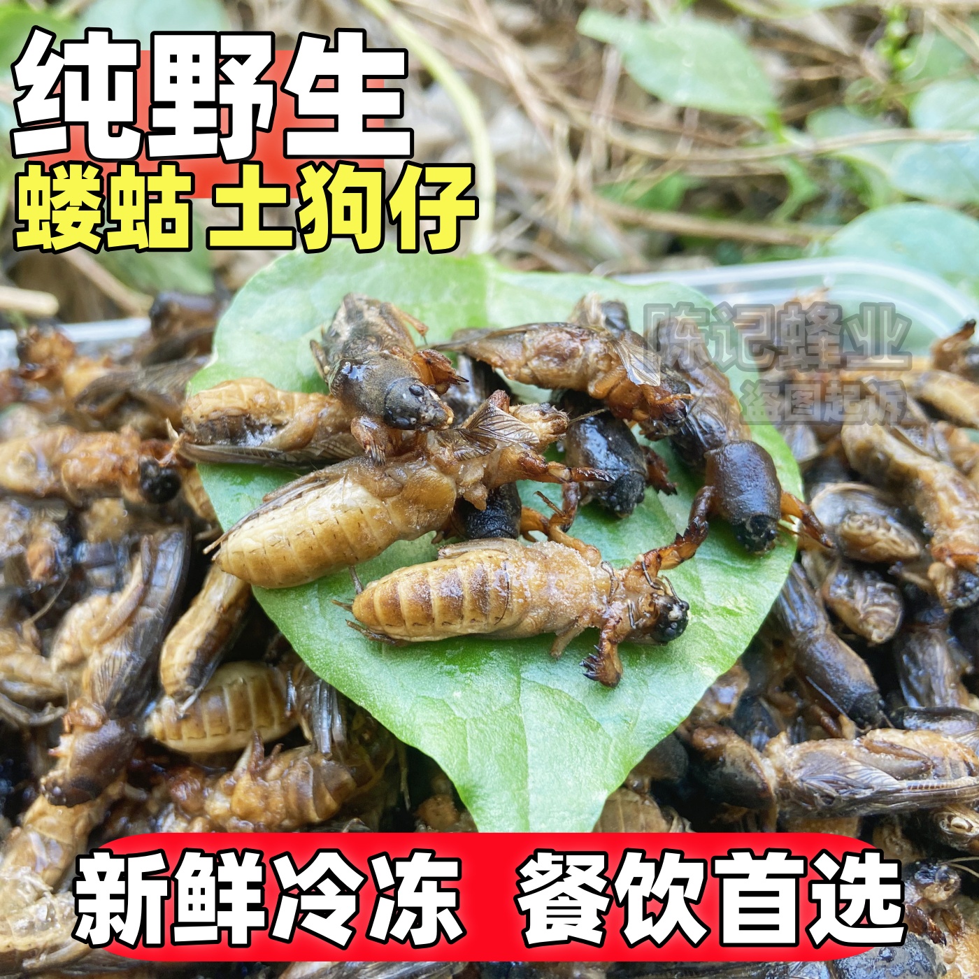 纯野生蝼蛄土狗虫土狗仔新鲜活体冷冻