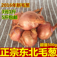 2016年新货东北特产毛葱头农家鬼子葱 珠葱 吉林小圆葱 红葱500g