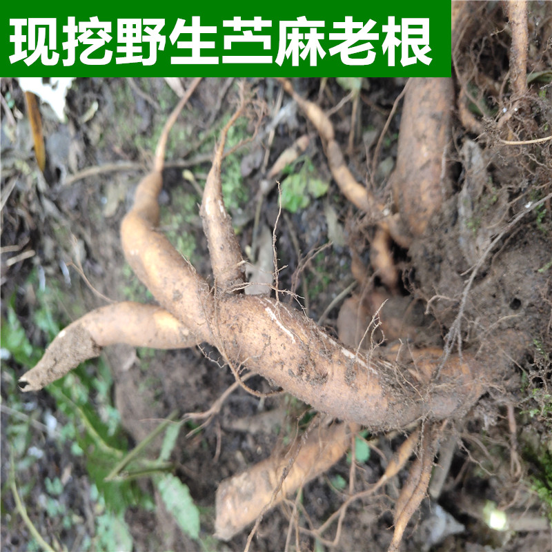 野麻功效药用图片