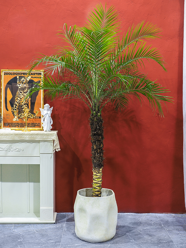 新品棕榈树美丽针葵椰子树热带风植物阳台别墅走廊室内大型绿植盆