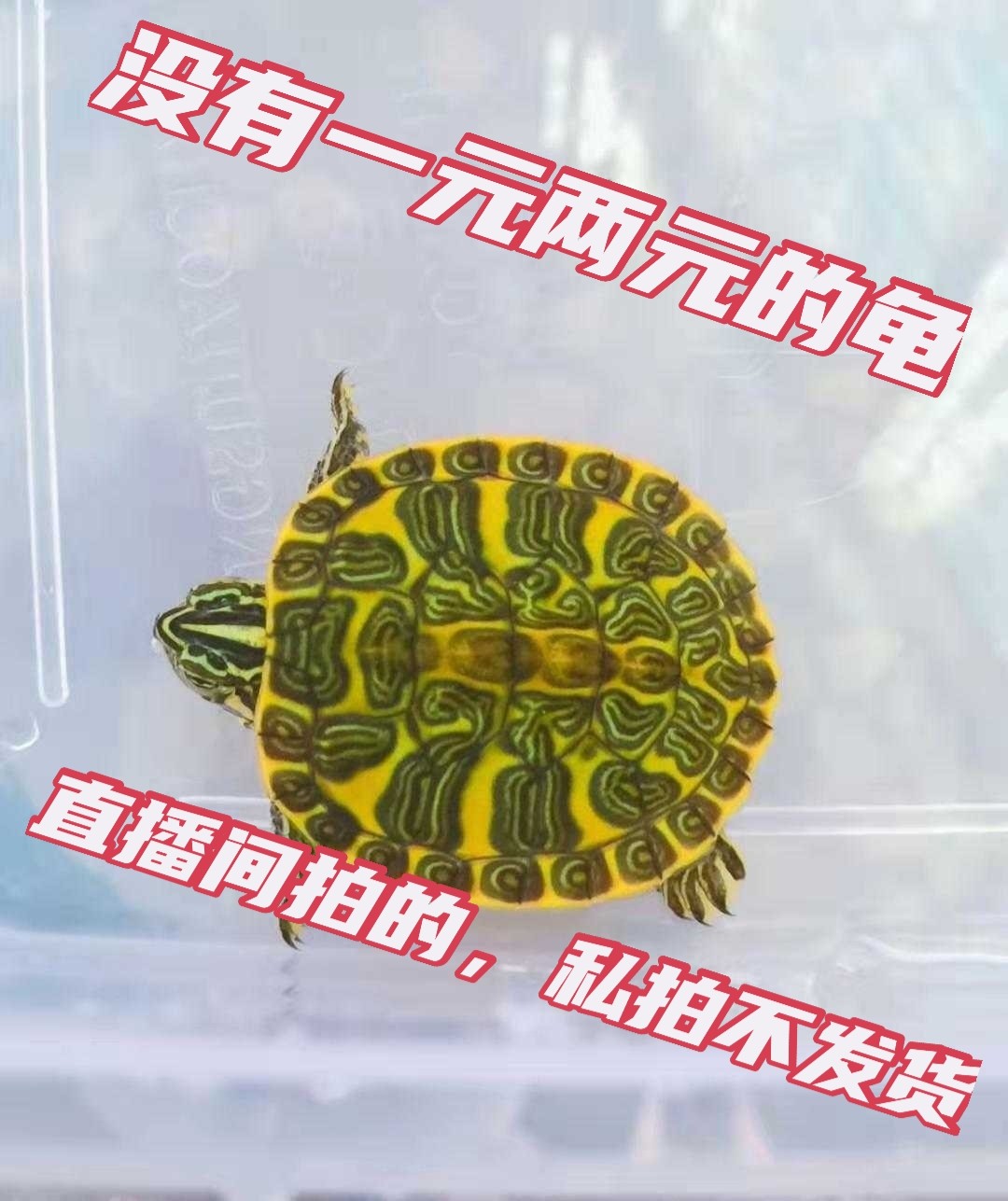 直播间专拍，龟龟多少元拍多少件，私拍无效，私下拍不发货