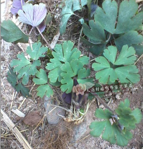 天葵子千年老鼠屎新鲜现采的全株野生紫背天葵带叶子500g包邮