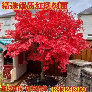 红枫树苗四季中国红庭院美国日本紅舞姬盆景园林绿化植物抗寒苗木
