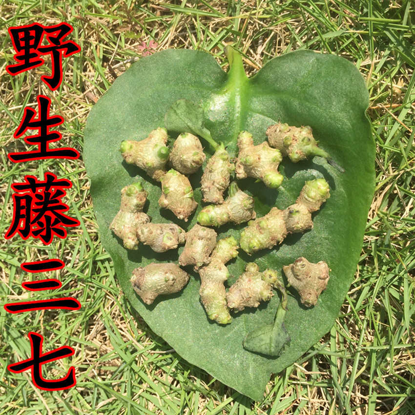 中要材 种苗 植物盆栽 小年要 土三七 川七 野生藤三七种子