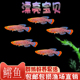 漂亮宝贝鳉漂亮的宝贝鱼贡氏圆尾鳉科鱼热带观赏鱼淡水小型鱼活体
