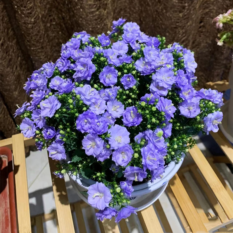 梦露重瓣丹麦风铃蓝色带花清新白意大利风铃客厅阳台花苞多带花盆
