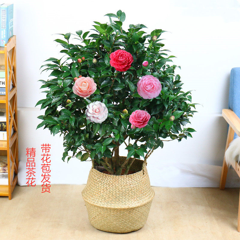 茶花盆栽 带花苞大额优惠券