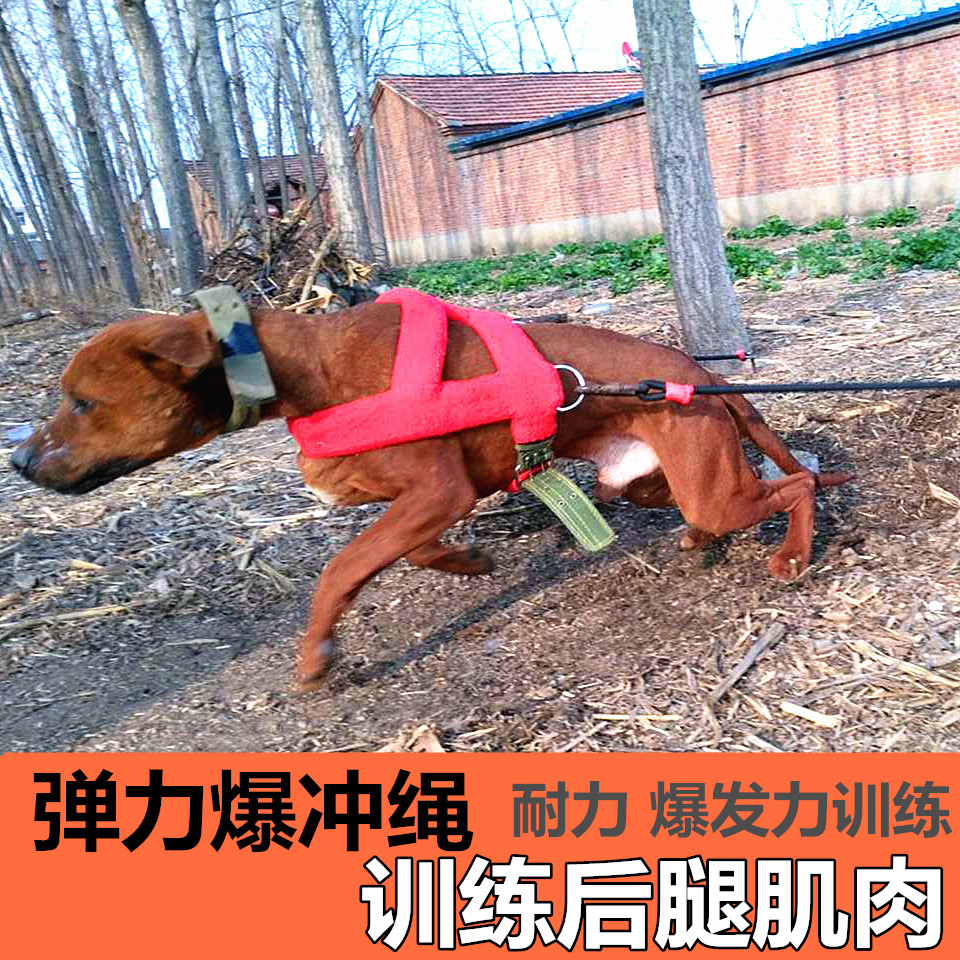 比特犬恶霸斯塔福爆发力训练弹力绳训练装备胸背带缓冲绳猛犬用品|ruв категории животное/Животное питание и принадлежностей, кошка/собака товаров, бытовой натяжного ремня - от Buy2taobao.com для оказания профессиональной услуги покупки агента Taobao