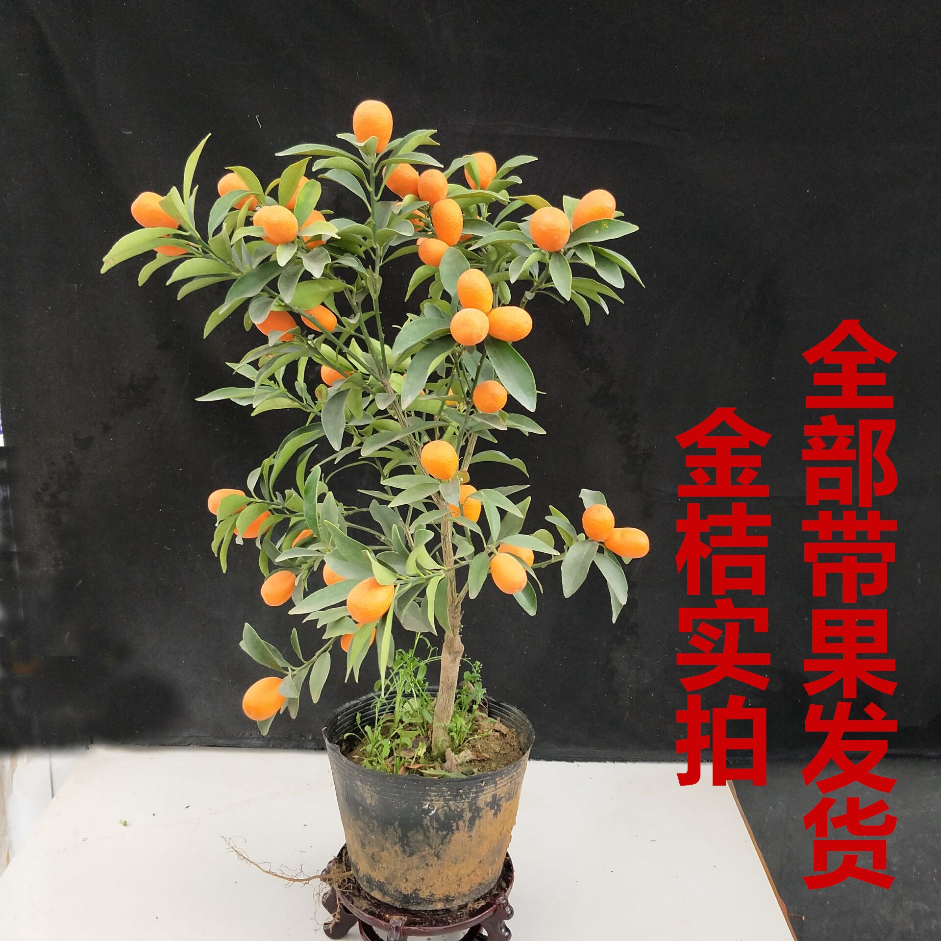 盆栽橘子树四季果树食用室内树苗地栽盆景带果金钱桔树招财果优惠券