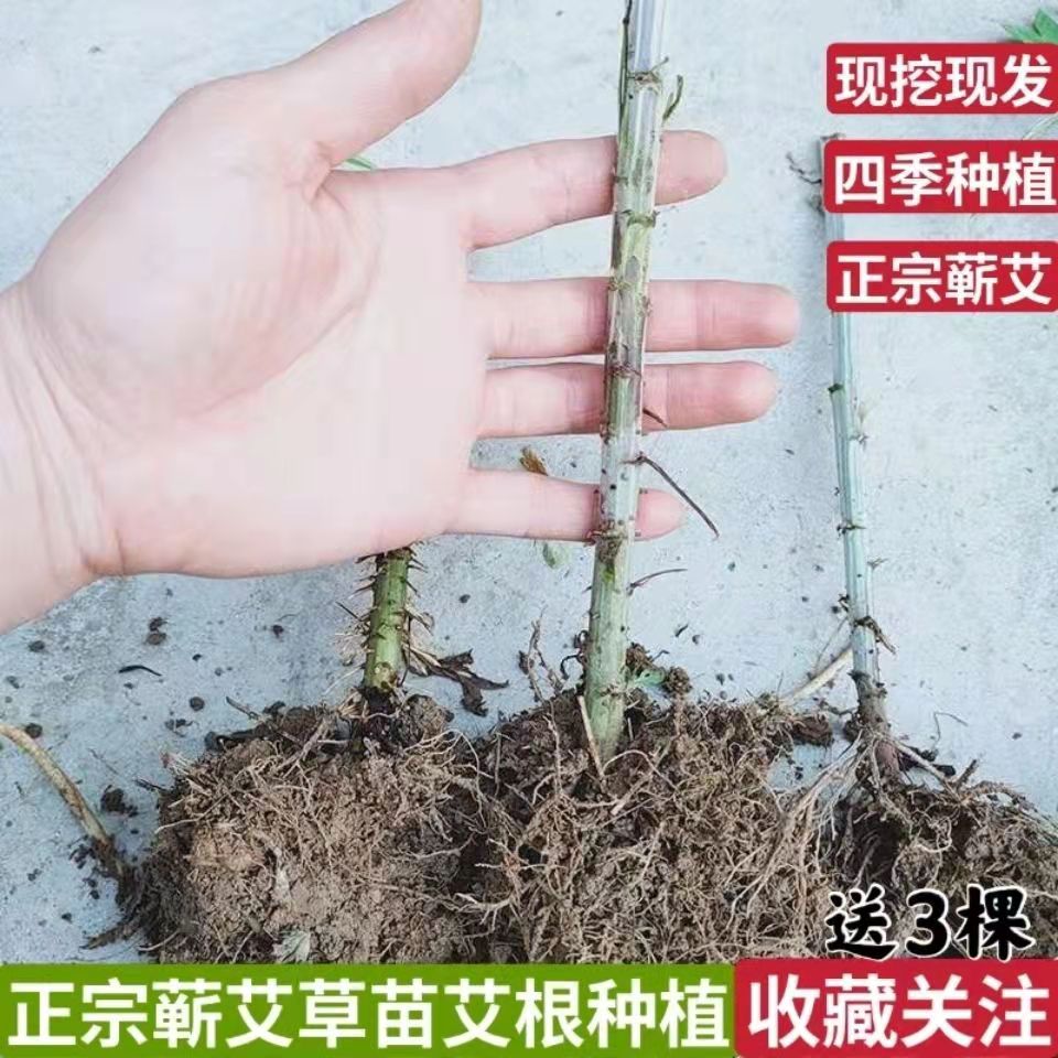 药用蕲艾大艾叶草根种植新鲜艾草种子苗四季盆栽食用艾蒿艾草苗