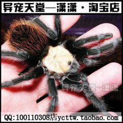 墨西哥金背红尾蜘蛛捕鸟蛛宠物幼体1.5-2cm左右送8件小套装送手册