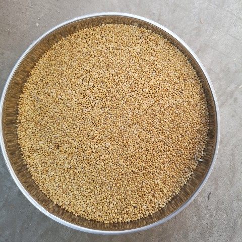 新黄谷子带壳小米虎皮牡丹玄凤中小型鹦鹉文鸟鸟粮鸟