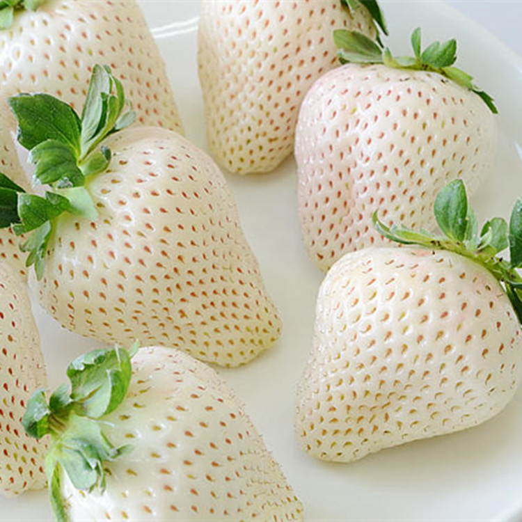 园艺白雪公主雪兔桃熏白蜜香淡雪香野加仑四季种植盆栽草莓苗优惠券