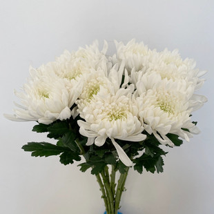 清明节黄白菊花束上坟祭奠扫墓哀悼昆明市五华盘龙区