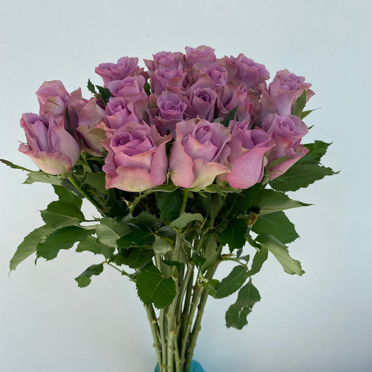 家用水瓶插花 紫霞仙子玫瑰鲜切花 花如其名 家庭办公室摆放花