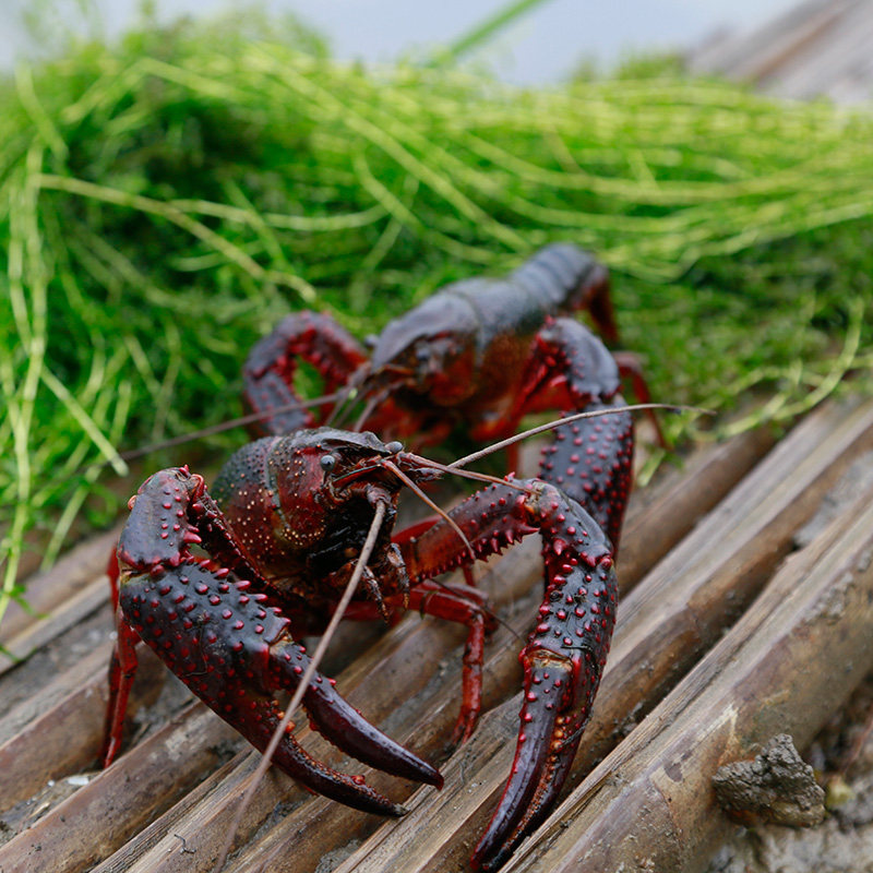 湖北洪湖小龙虾清水养殖456钱规格散卖活体加冰顺丰5斤装新鲜活虾