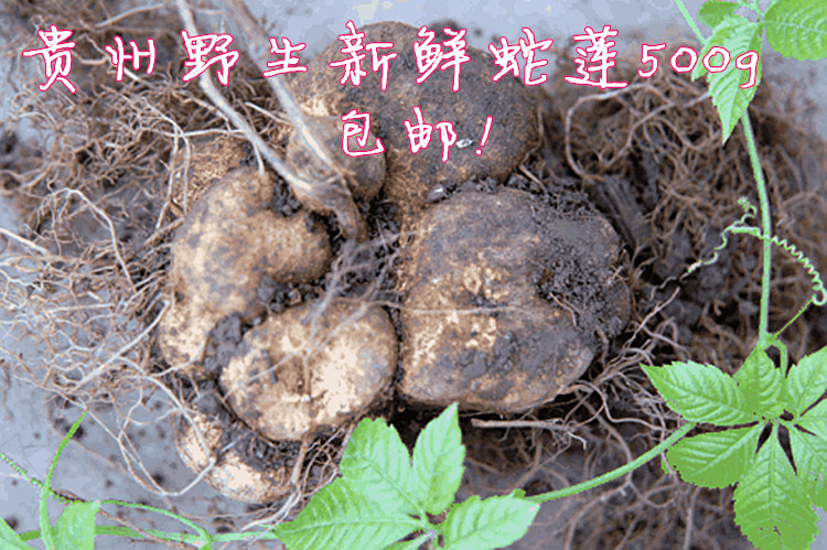 产品:包邮贵州特产野生雪胆500g 中草药材蛇莲曲莲罗锅底苦金盆赛金刚