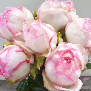 浩田花苑大花月季巴尔扎克月季花大玫瑰灌木花卉可盆栽或地栽小苗