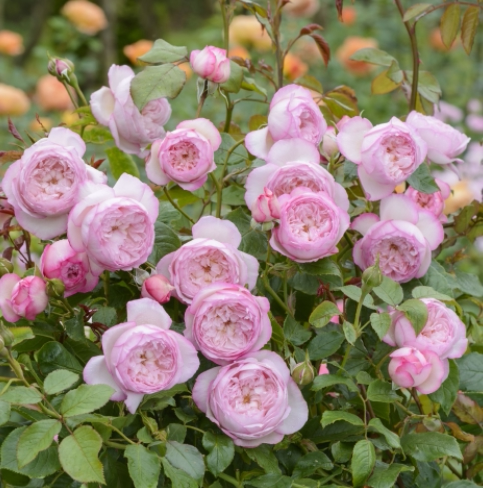 新品扦插月季弗洛斯河上的磨坊花卉花苗大花阳台盆栽四季卉小苗