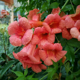 凌霄花苗 爬藤植物庭院阳台盆栽花卉攀爬攀援藤本花苗木本花卉